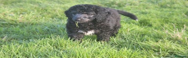 Australian Labradoodle Puppy 5
