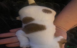 Jack Russell dogs for sale: Jack Russel’s puppies - Image 9