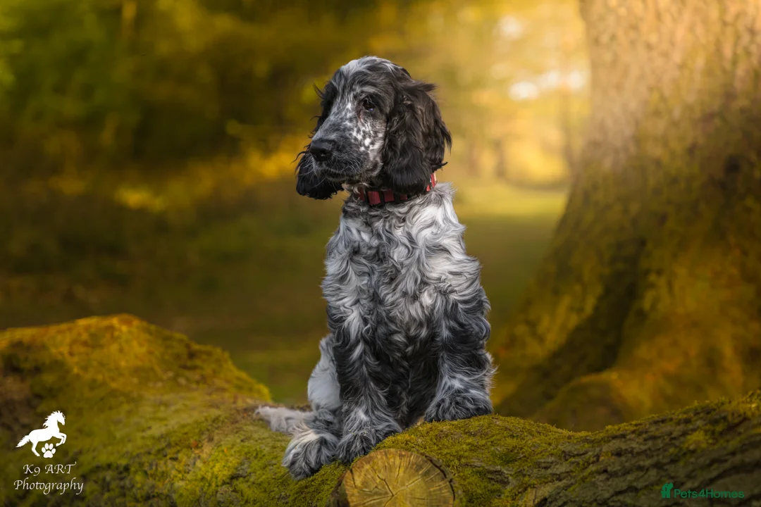 Cocker Spaniel dogs for stud: Stud Dog Available – First Mating Free  - Advert 4