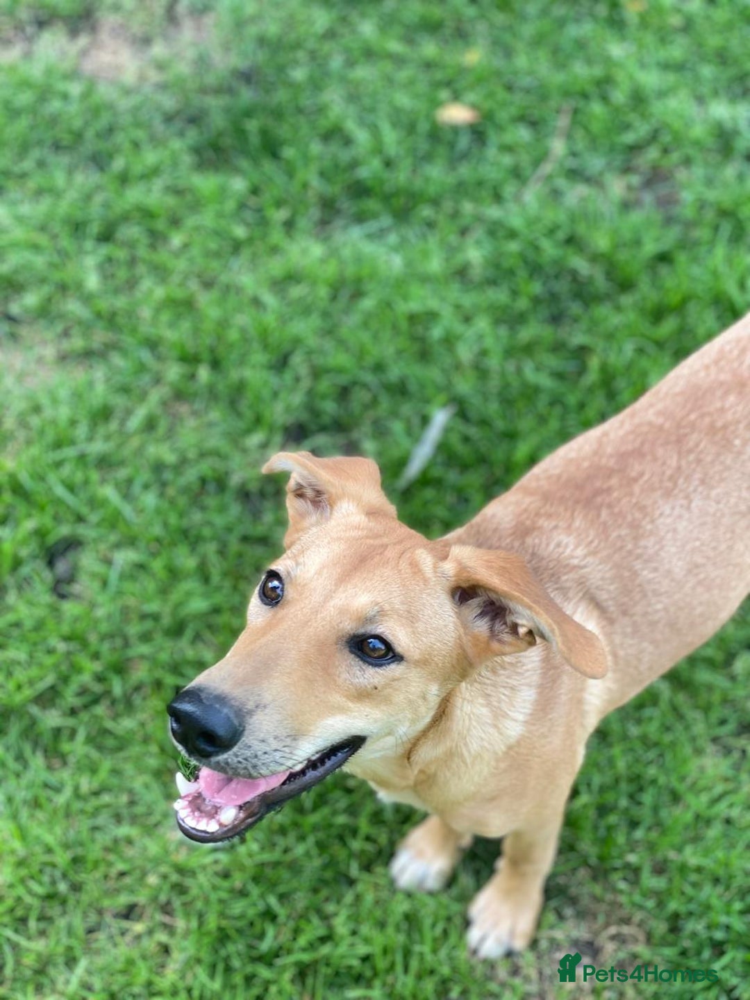 Mixed Breed dogs for adoption: 💖🐶 BAMBY 🐶💖 - Image 10