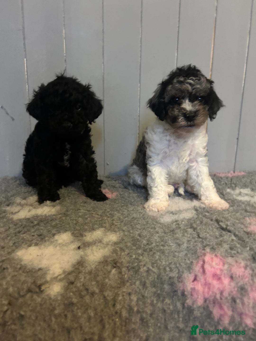 Cavapoo dogs for sale: Health tested f1b Cavapoo puppies  - Advert 1