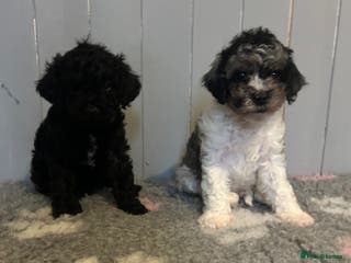 Cavapoo dogs Health tested f1b Cavapoo puppies - Advert 1
