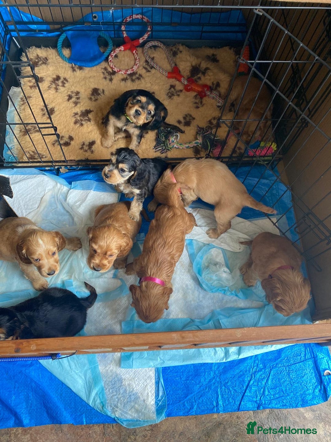Cocker Spaniel dogs for sale: Pedigree show cockers, sable & golden - Image 9