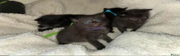 Mixed Breed cats for sale: Stunning ragdoll mix kittens - Advert 12