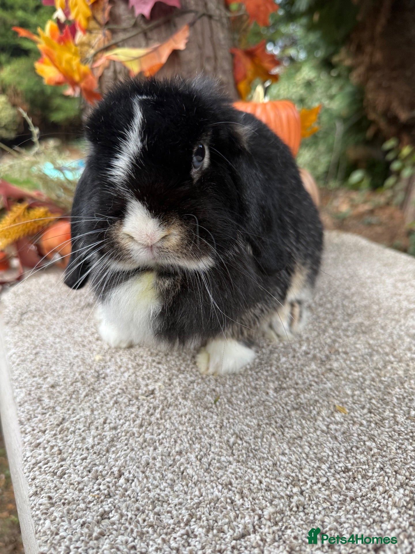 Mini Lop rabbits Hobby breeder of pure bred mini lops  - Advert 1