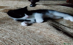 Mixed Breed cats for sale: Adorable kittens looking for loving homes - Image 9