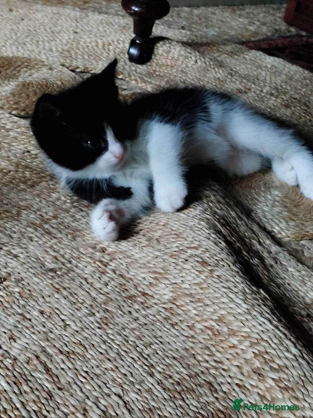 Mixed Breed cats for sale: Adorable kittens looking for loving homes - Image 9