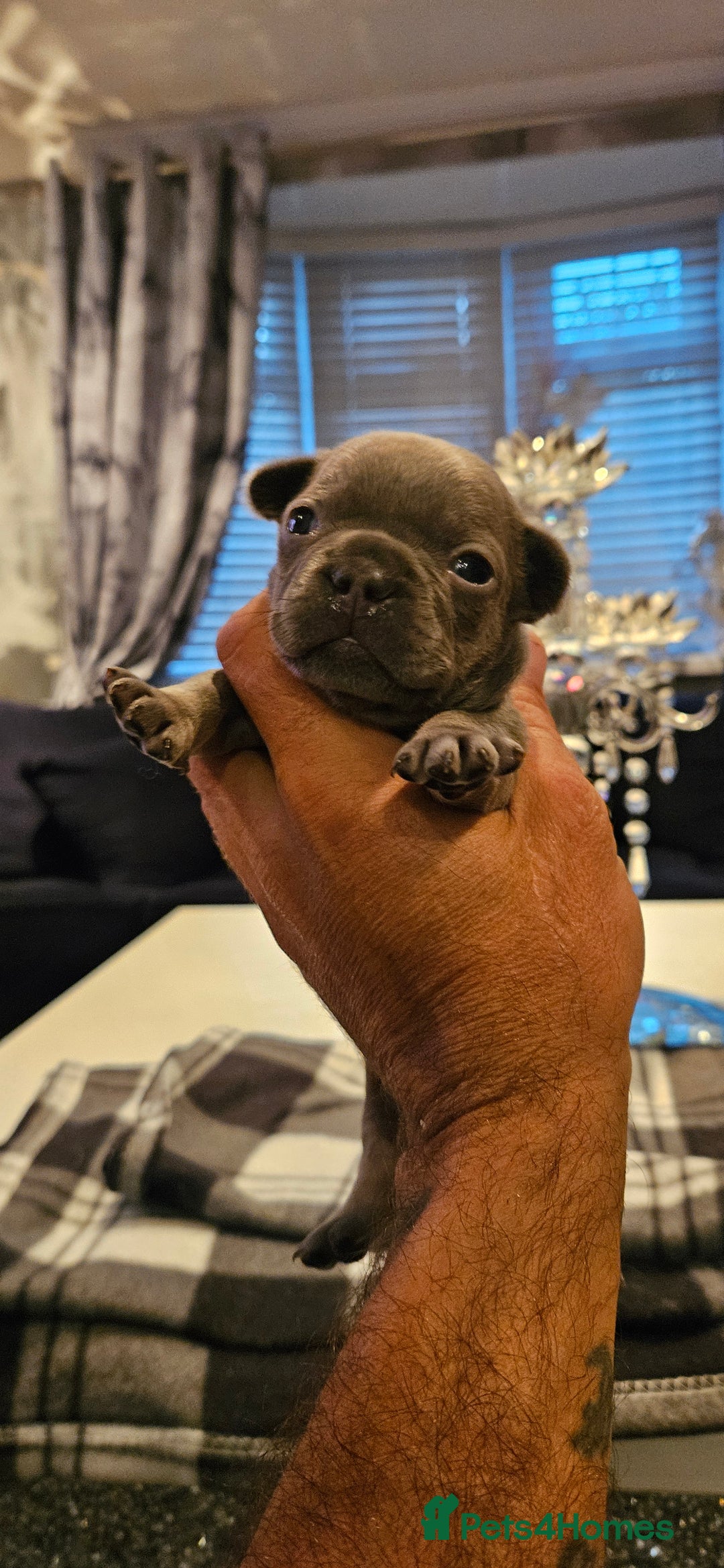 French Bulldog dogs for sale: Kc French bulldog  - Advert 7