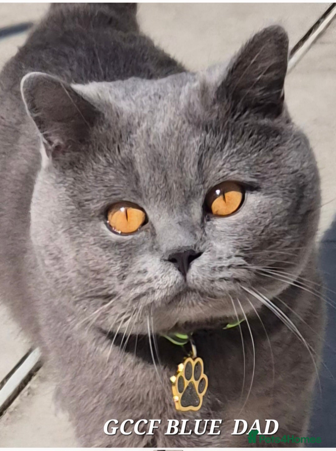 British Shorthair cats GCCF reg activ BSH blue male lookin for new home  - Advert 1