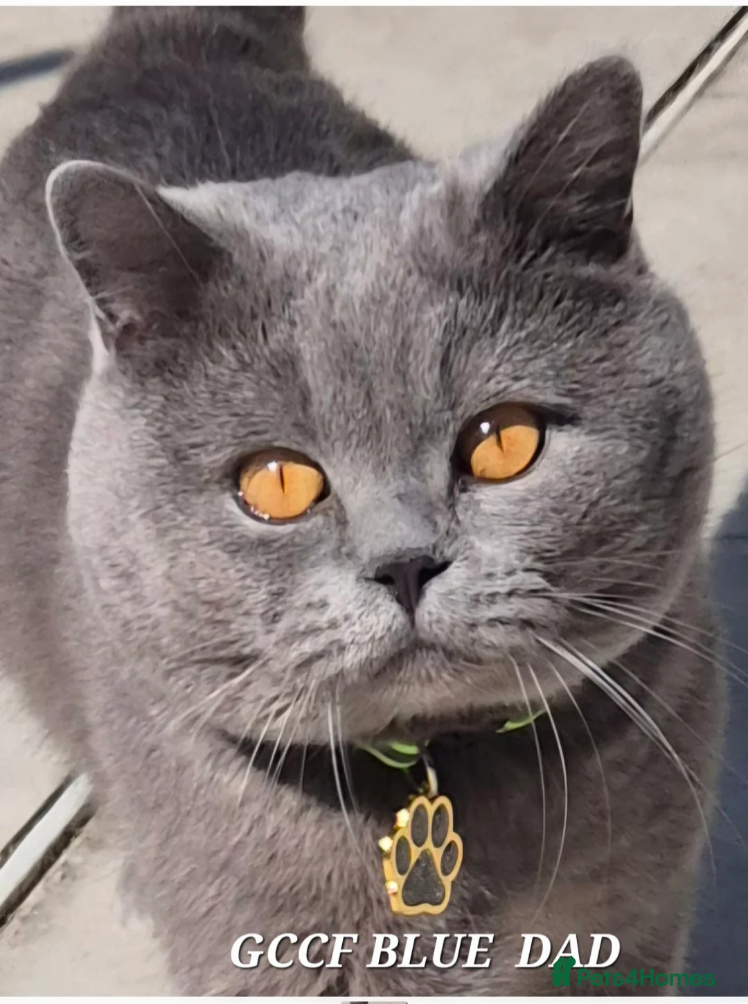 British Shorthair cats for sale: GCCF reg activ BSH blue male lookin for new home  - Advert 1