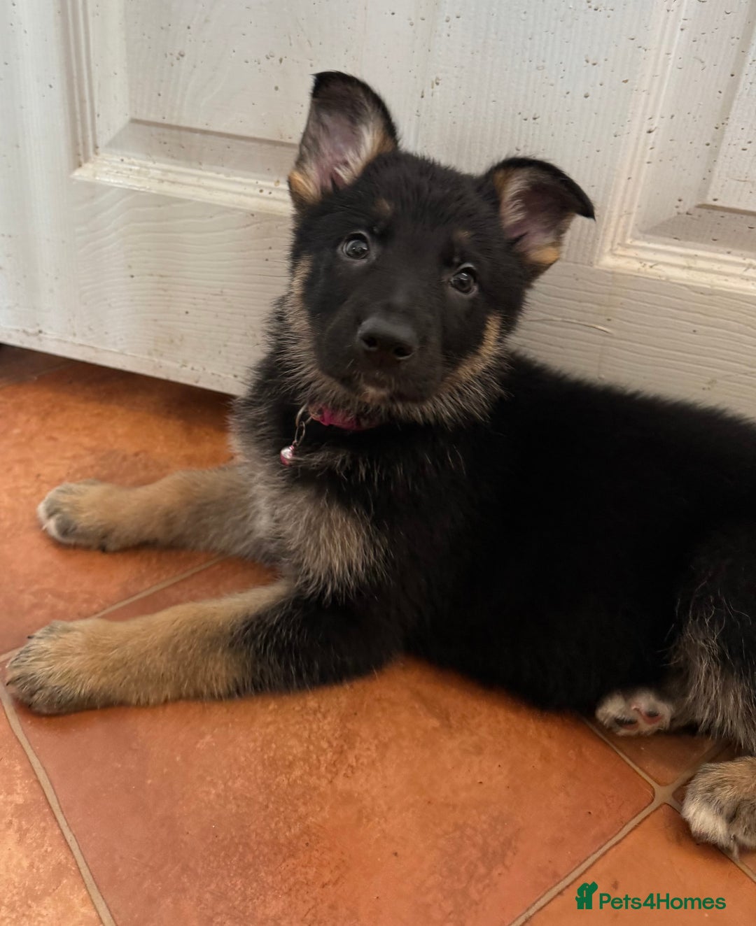 German Shepherd dogs for sale: KC Registered & Bred From Health Tested Parents  - Advert 14