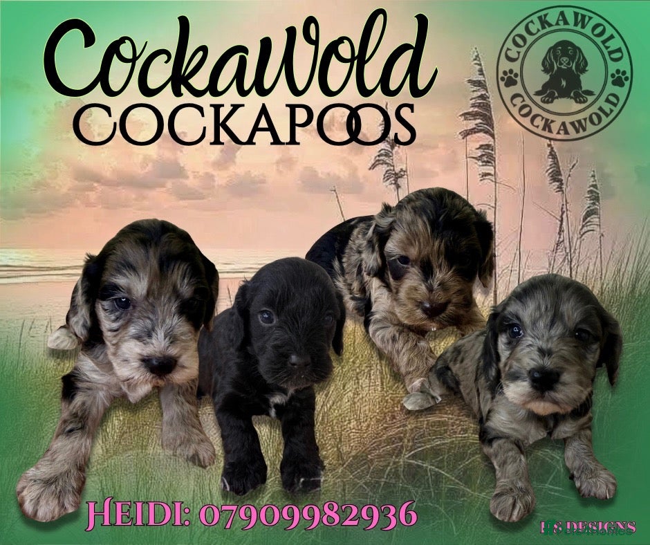 Cockapoo dogs 🩶 Outstanding Merle F1 Cockapoo Puppies 🖤 - Advert 1