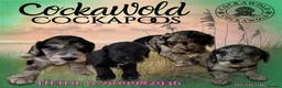 Cockapoo dogs for sale: 🩶 Outstanding Merle F1 Cockapoo Puppies 🖤 - Advert 1
