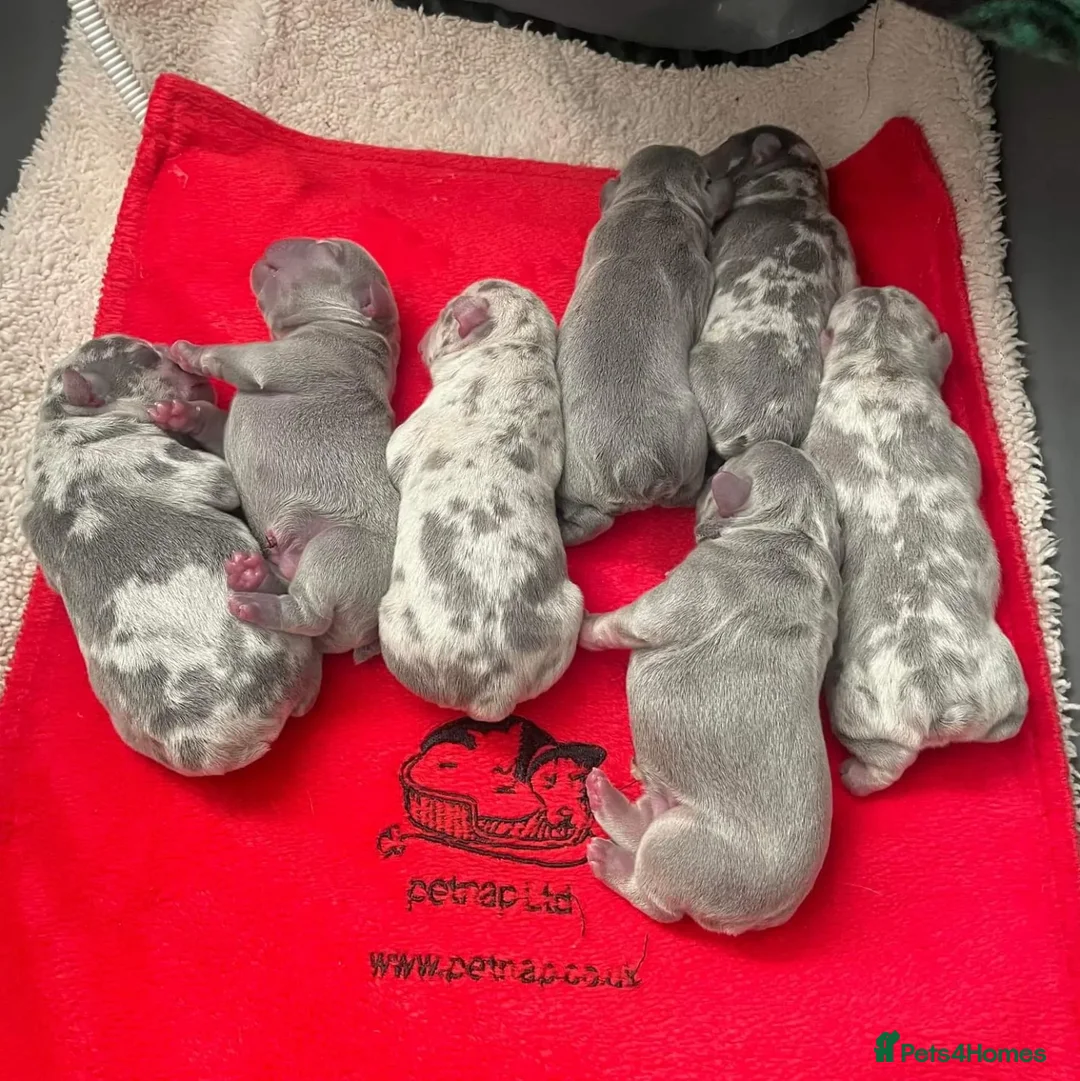 French Bulldog dogs for stud: ** RogueRoyales Zeus ** Fully Suited Lilac Merle  in Wolverhampton - Advert 14