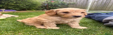 Cockapoo 6