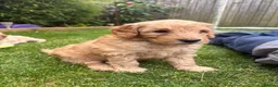 Cockapoo dogs for sale: Cockapoo F1B puppies - Advert 14