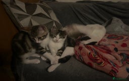 British Shorthair cats for sale: British shorthair kittens  in Nottingham - Image 22