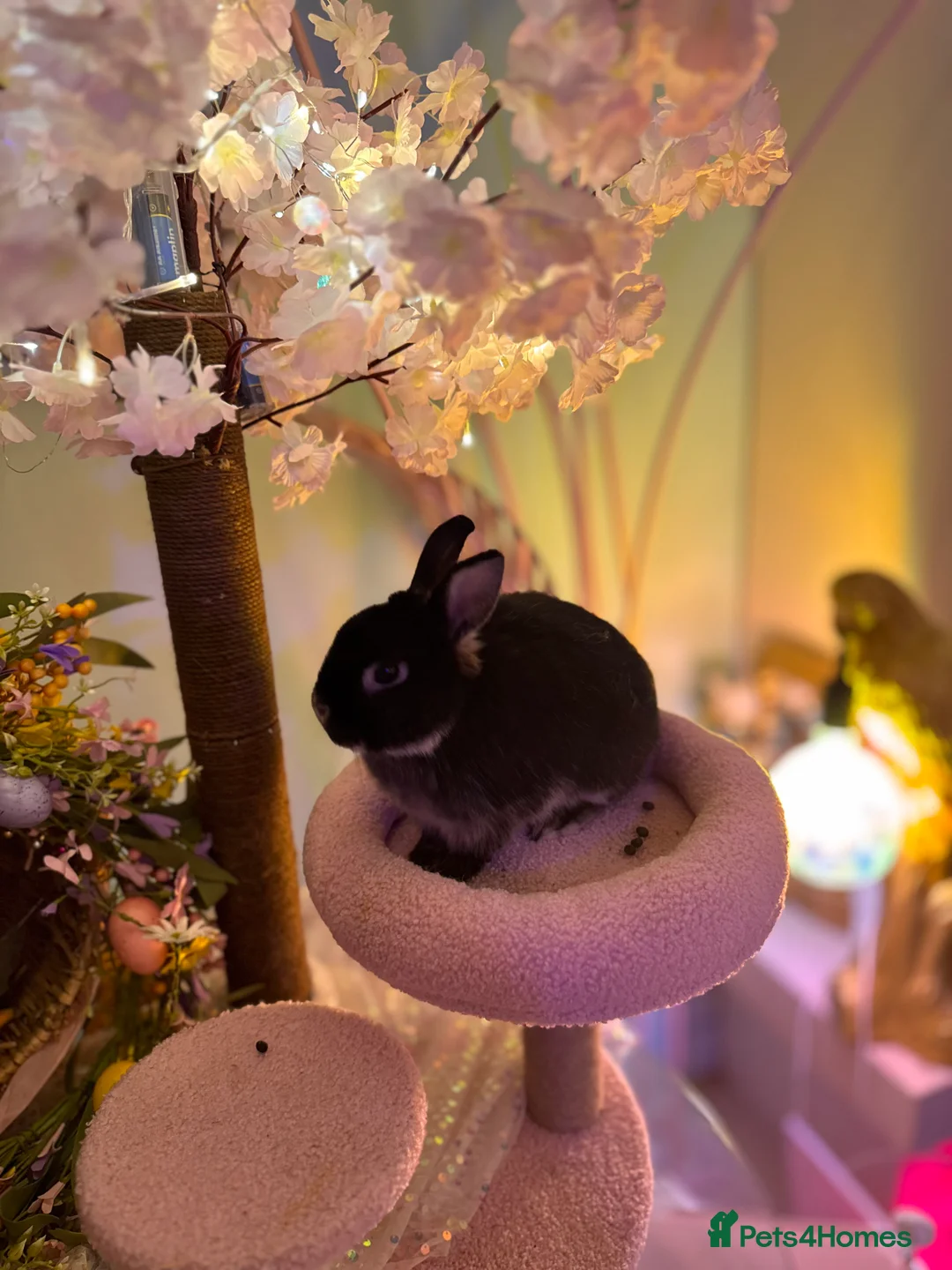 Netherland Dwarf rabbits for sale: Young Netherland dwarf Urgent need of rehoming  - Advert 4