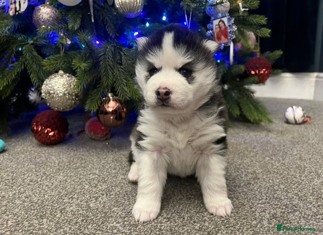 Pomsky dogs for sale: One stunning girl pomsky pup left - ready 24/12 - Advert 9