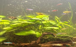 Shrimps fish for sale: CIANO 108L tank with shrimps and fish - Image 5