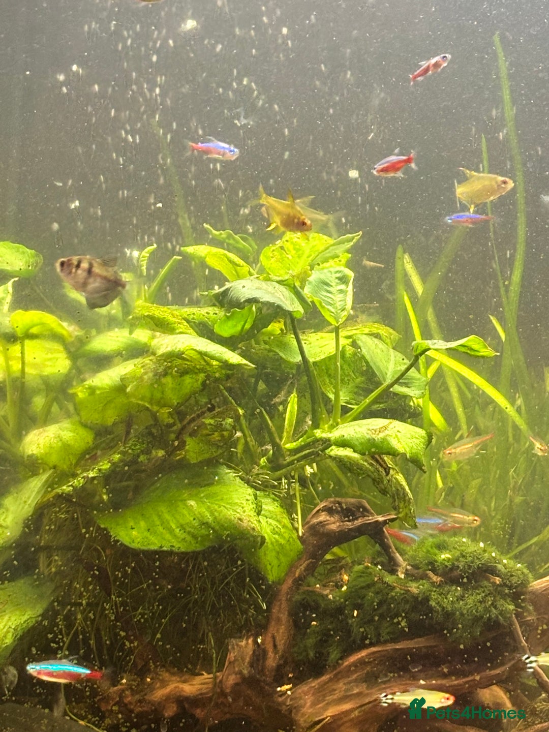 Shrimps fish for sale: CIANO 108L tank with shrimps and fish - Image 5