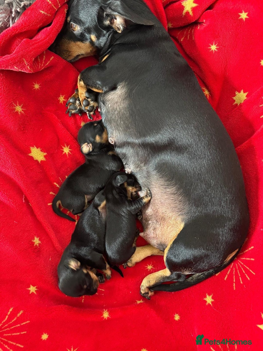 Dachshund dogs for sale: Dashchund Pups one boy one girl - Advert 5