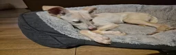 Mixed Breed dogs for sale: Mabel is 5 months old  - Advert 6