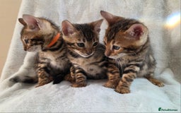 Bengal cats for sale: ✨ Bengal TICA Registered kittens Available ✨🐱 - Image 21