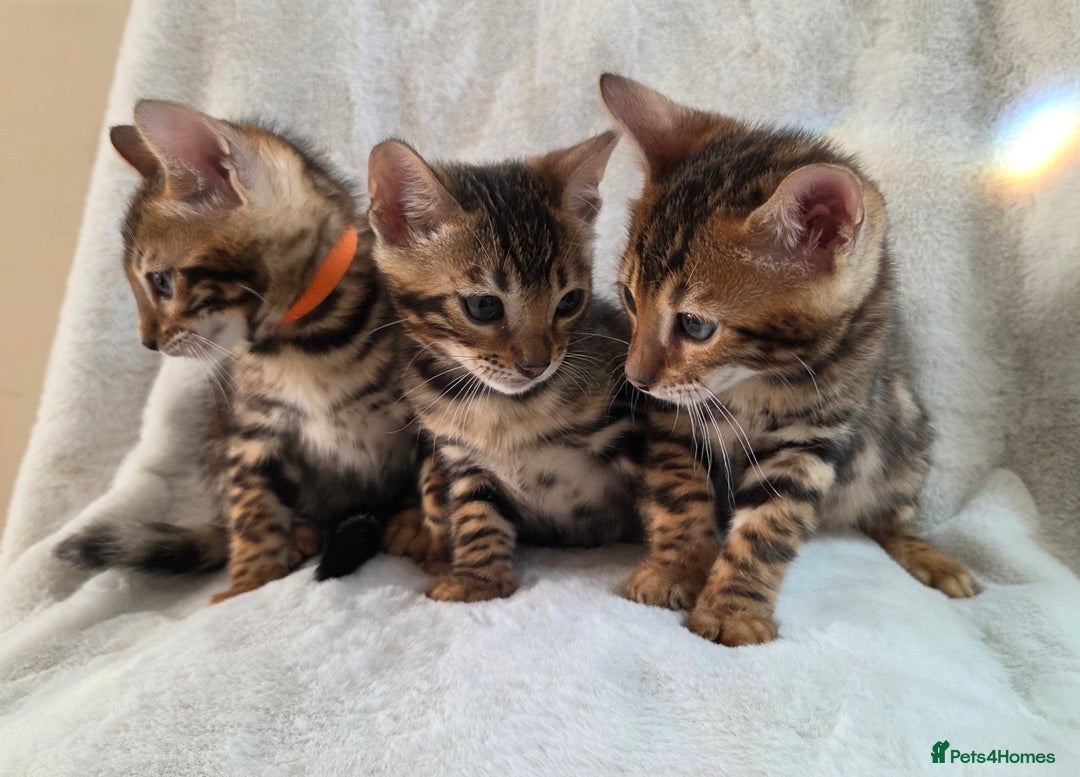 Bengal cats for sale: ✨ Bengal TICA Registered kittens Available ✨🐱 - Image 21