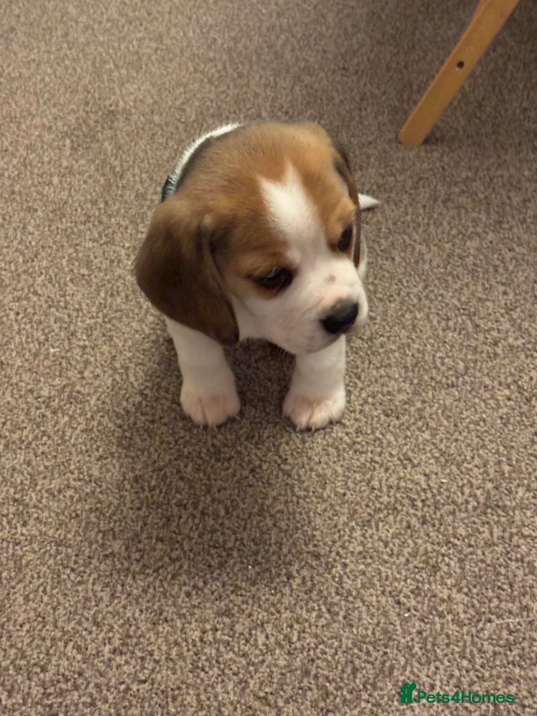 Beagle dogs for sale: Pure bred beagle girls - Advert 8