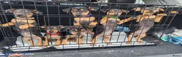 Mixed Breed dogs for sale: Jackpins - Advert 1