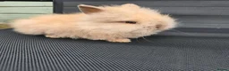 Lionhead rabbits for sale: Purebred doublemane lionhead babies in Wellington - Advert 9
