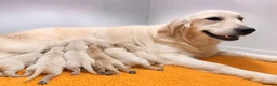 Golden Retriever dogs for sale: Beautiful Soft Gentle Golden Retrievers  in Sleaford - Advert 4