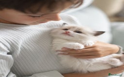 Ragdoll cats for sale: Best Ragdoll Bicolour and Lynx kittens in UK - Image 16