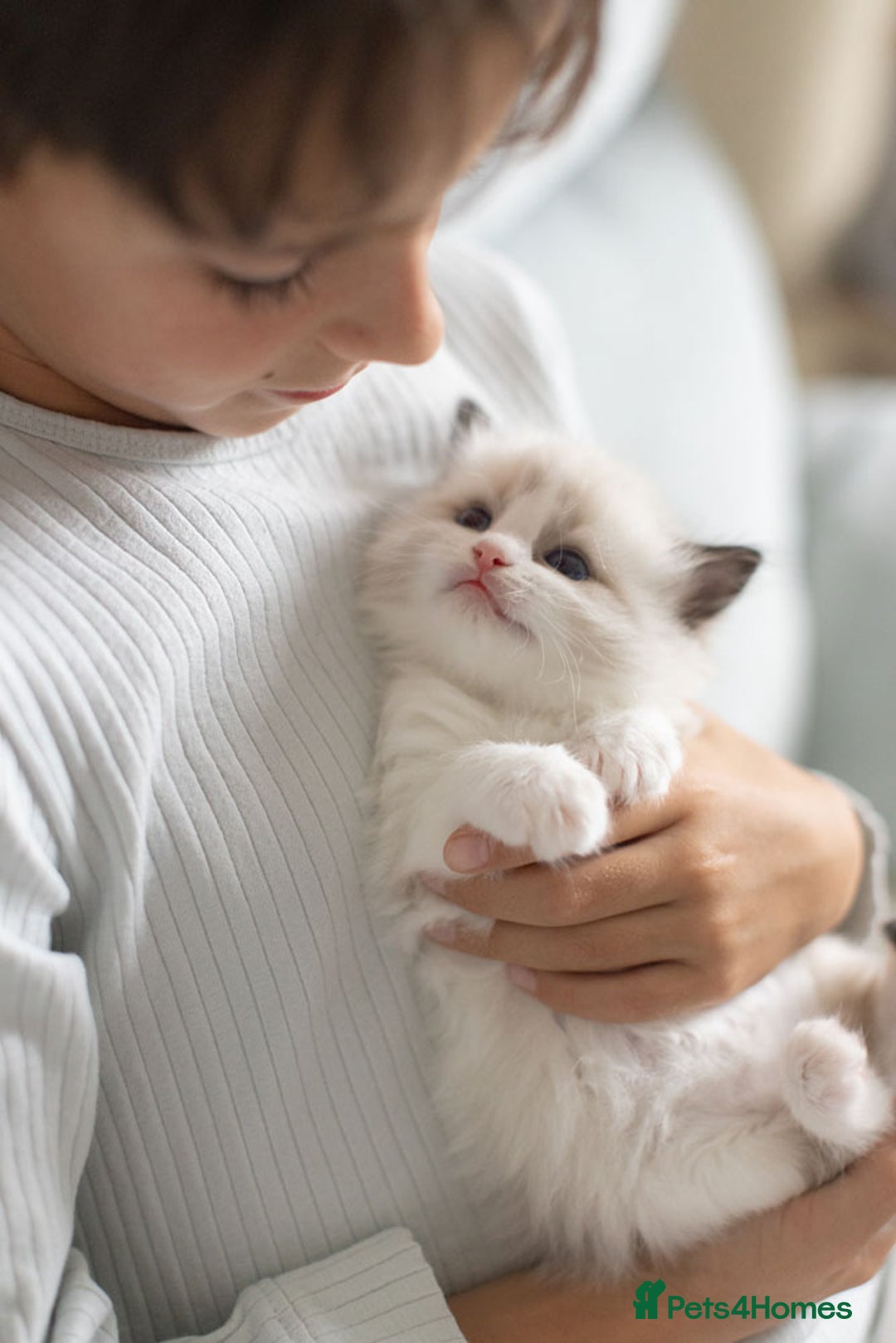 Ragdoll cats for sale: Best Ragdoll Bicolour and Lynx kittens in UK - Image 16