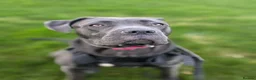 Cane Corso dogs for sale: Reluctantly rehoming my Beautiful Cane Corso - Advert 24