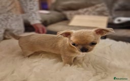 Chihuahua dogs for sale: Short-Haired Applehead Chihuahuas - Image 19