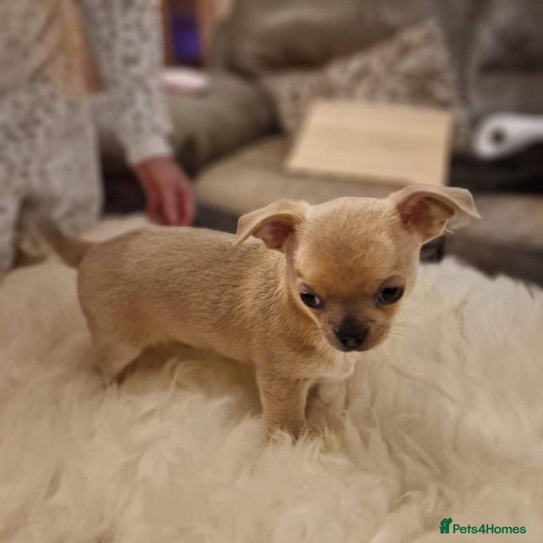 Chihuahua dogs for sale: Short-Haired Applehead Chihuahuas - Image 19