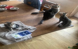 Mixed Breed cats for sale: two tabby’s  - Image 3