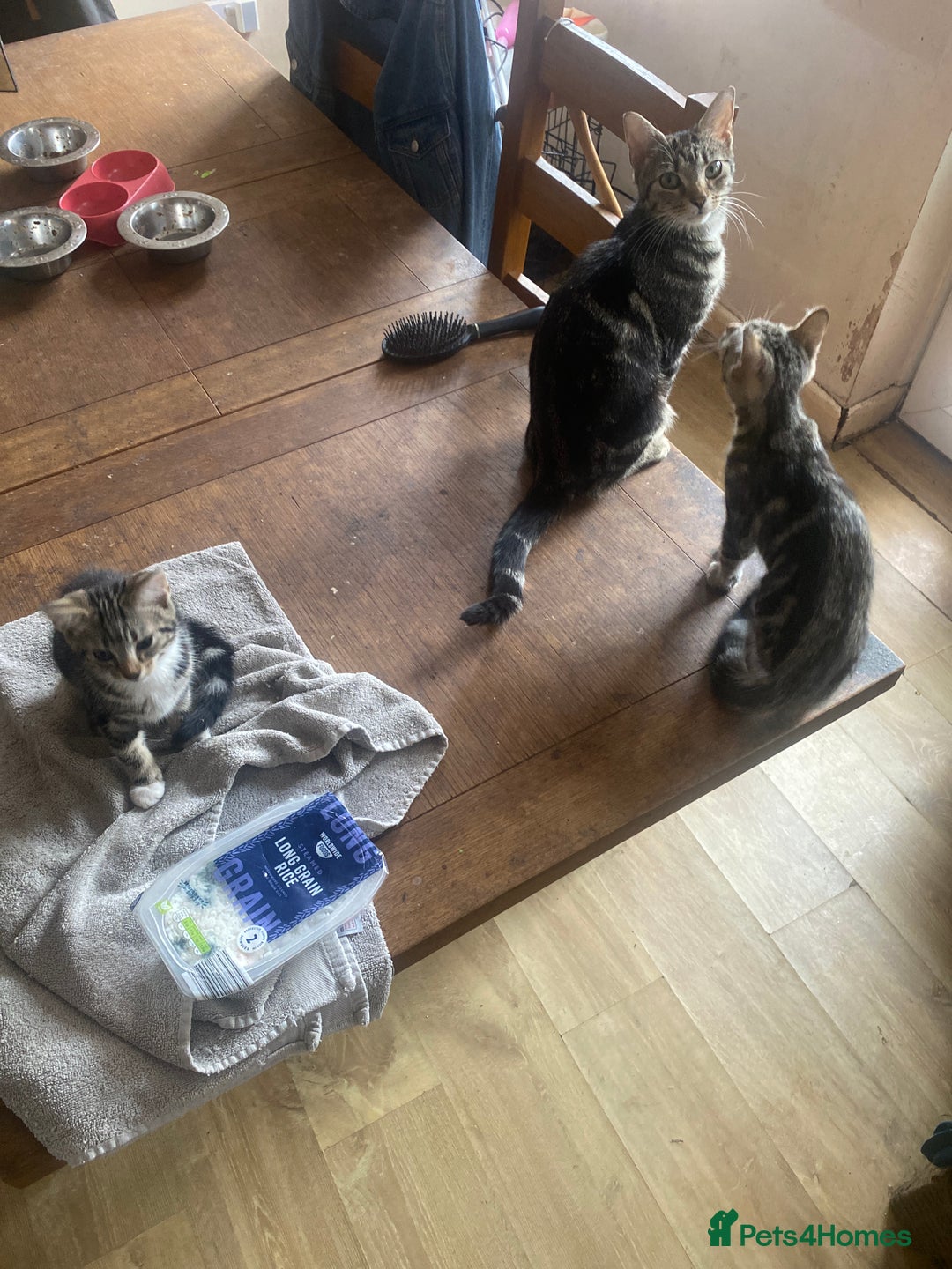 Mixed Breed cats for sale: two tabby’s  - Image 3