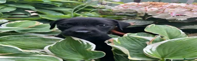 Labrador Retriever 5