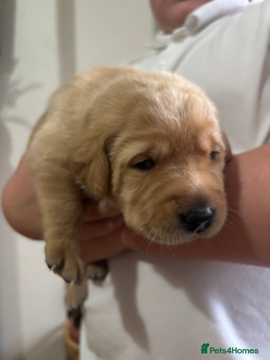 Labrador Retriever dogs for sale: STUNNING HEALTH TESTED LABRADORS - Image 17