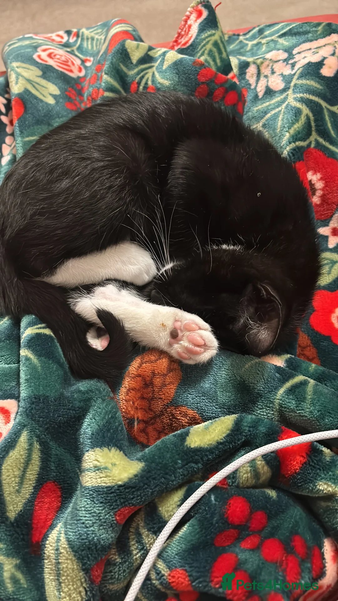 Mixed Breed cats for sale: Tuxedo kitten 💖 - Advert 2