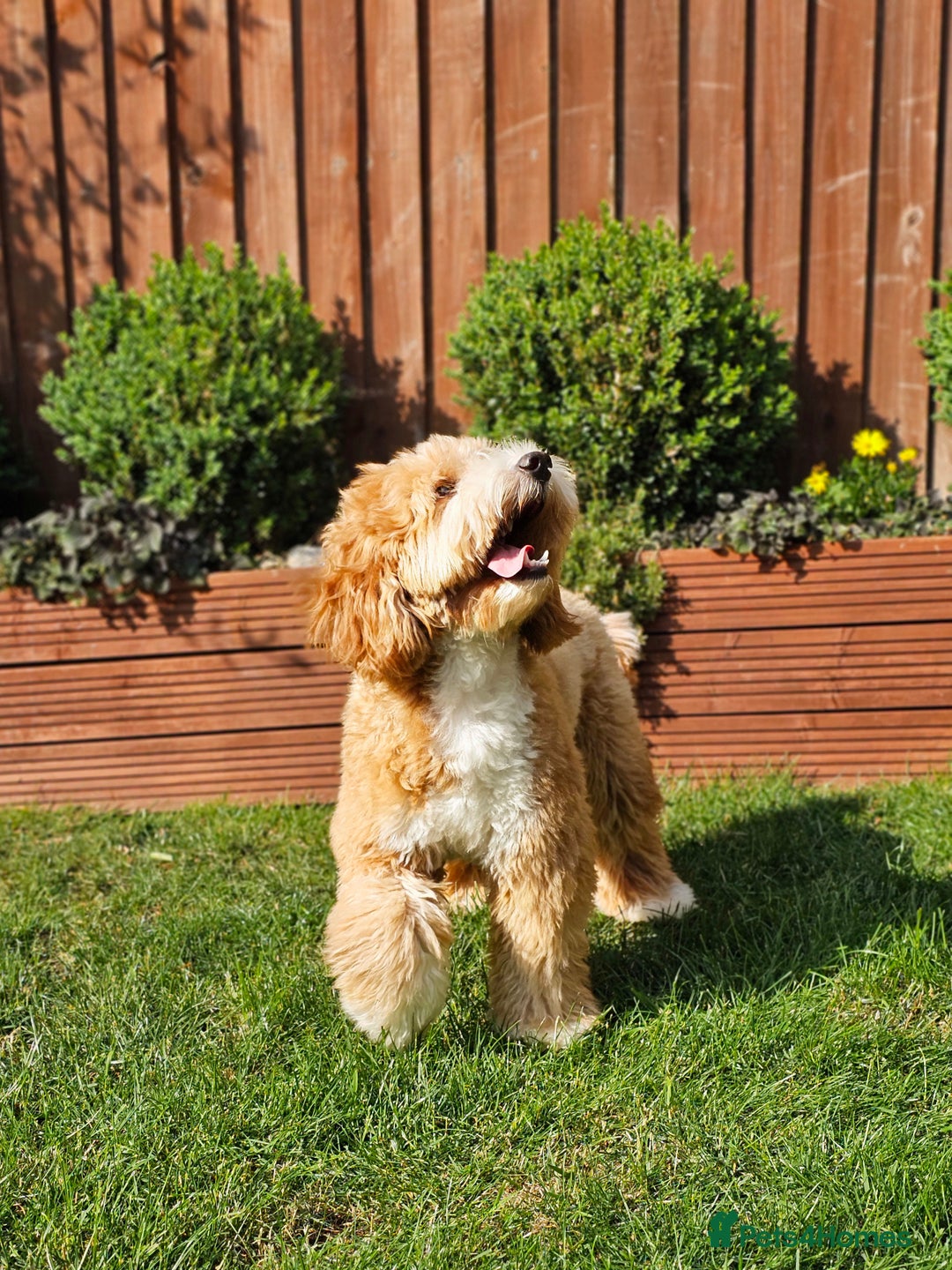 Cockapoo dogs for stud: Hip 0/0🌟 Elbow 0/0🌟 Australian Labradoodle - Advert 37
