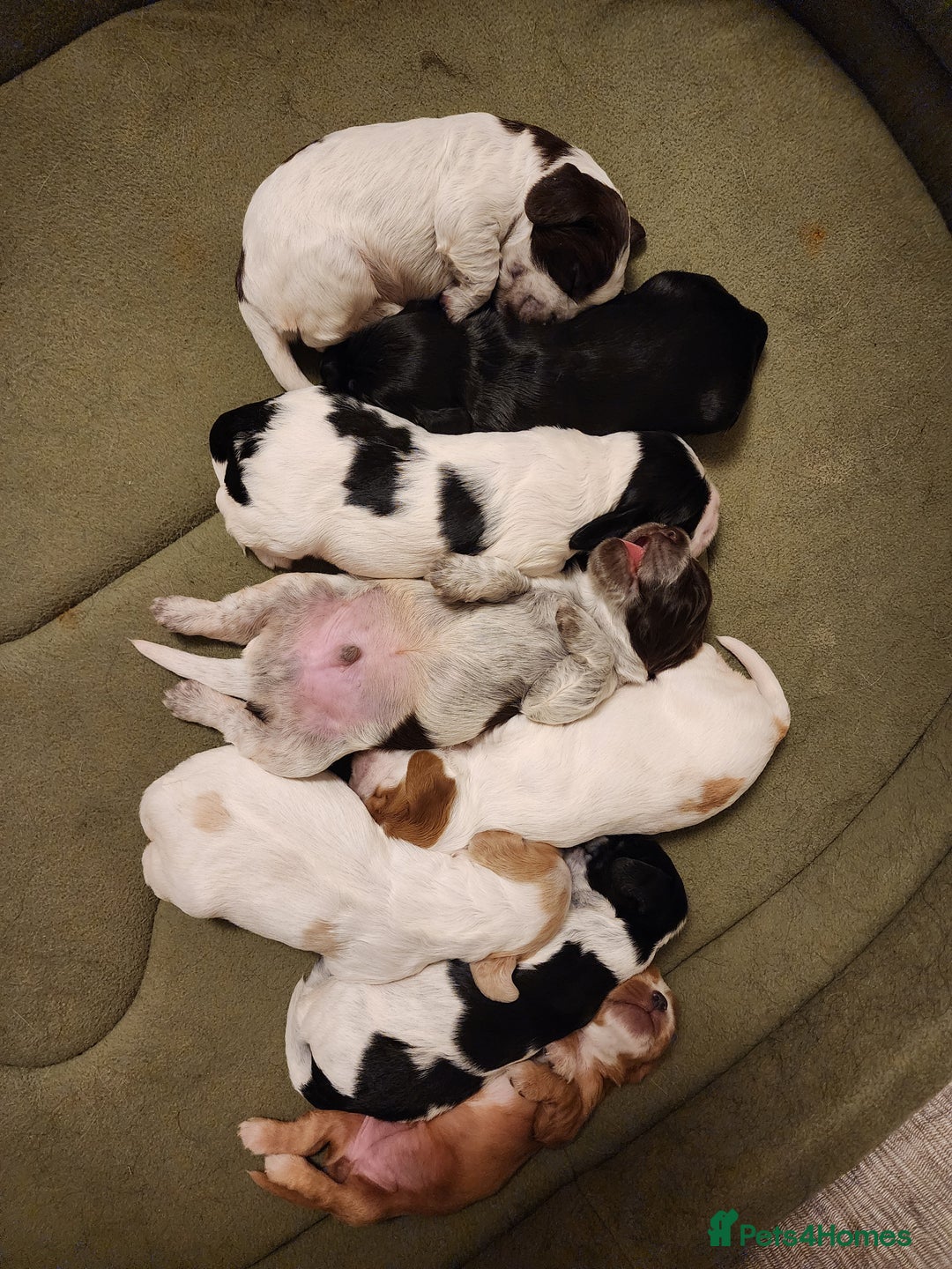 Cocker Spaniel dogs for sale: Show type unique markings cocker spaniel puppies  - Advert 39