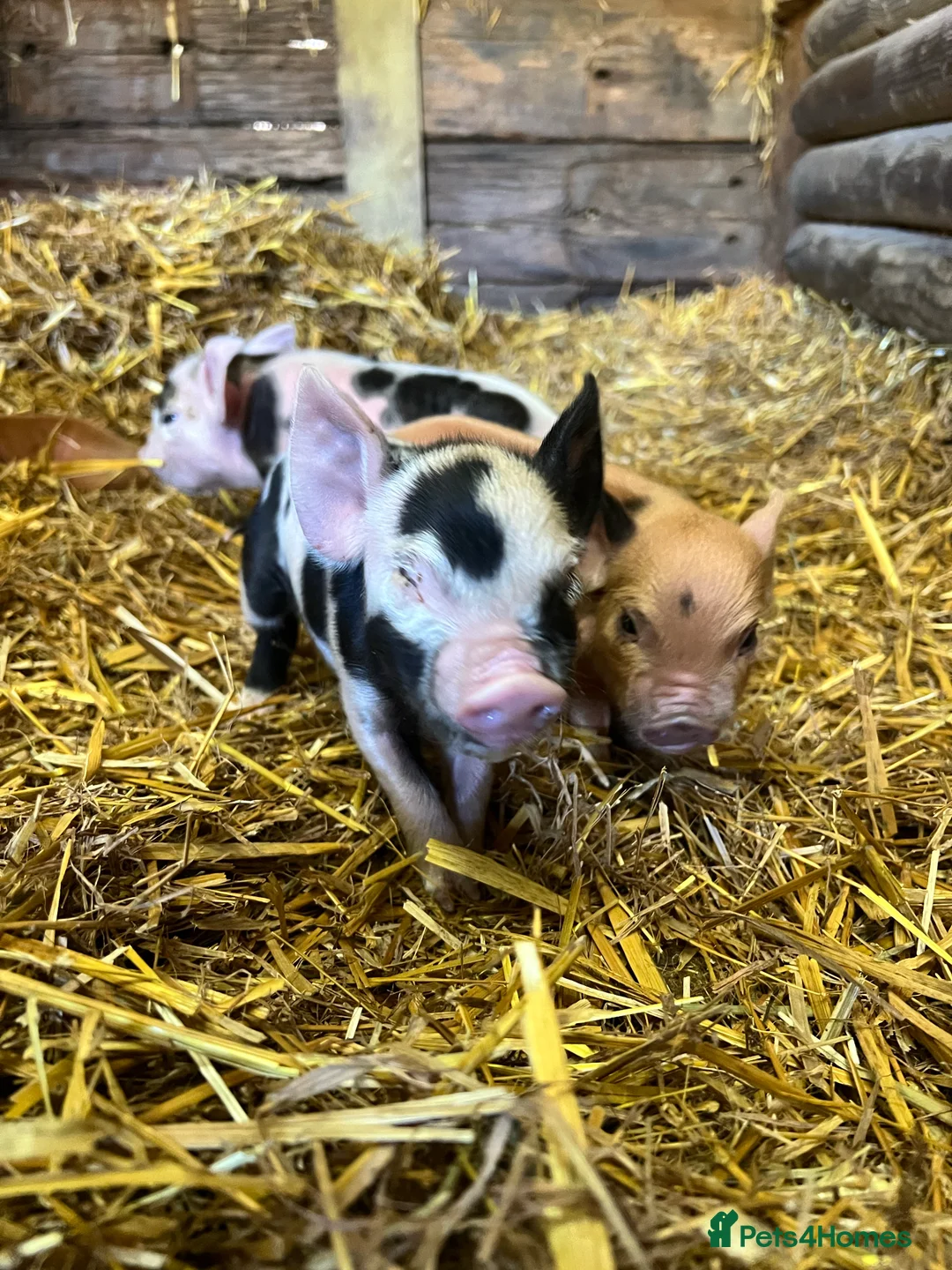 Pig livestock for sale: purebred Kune kune pigs - Advert 6