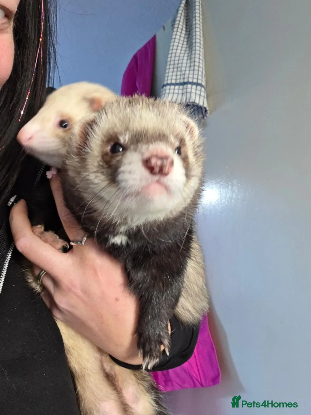 Ferret rodents for sale: Two male ferrets for adoption in Newbury - Advert 2