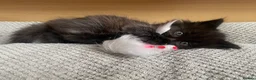 British Longhair cats for sale: Gorgeous baby girl ready NOW for a new home💕 - Advert 6