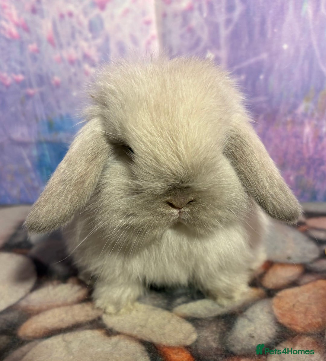 Mini Lion Lop rabbits for sale: Double mane lionlops vaccinated soon available  - Advert 5