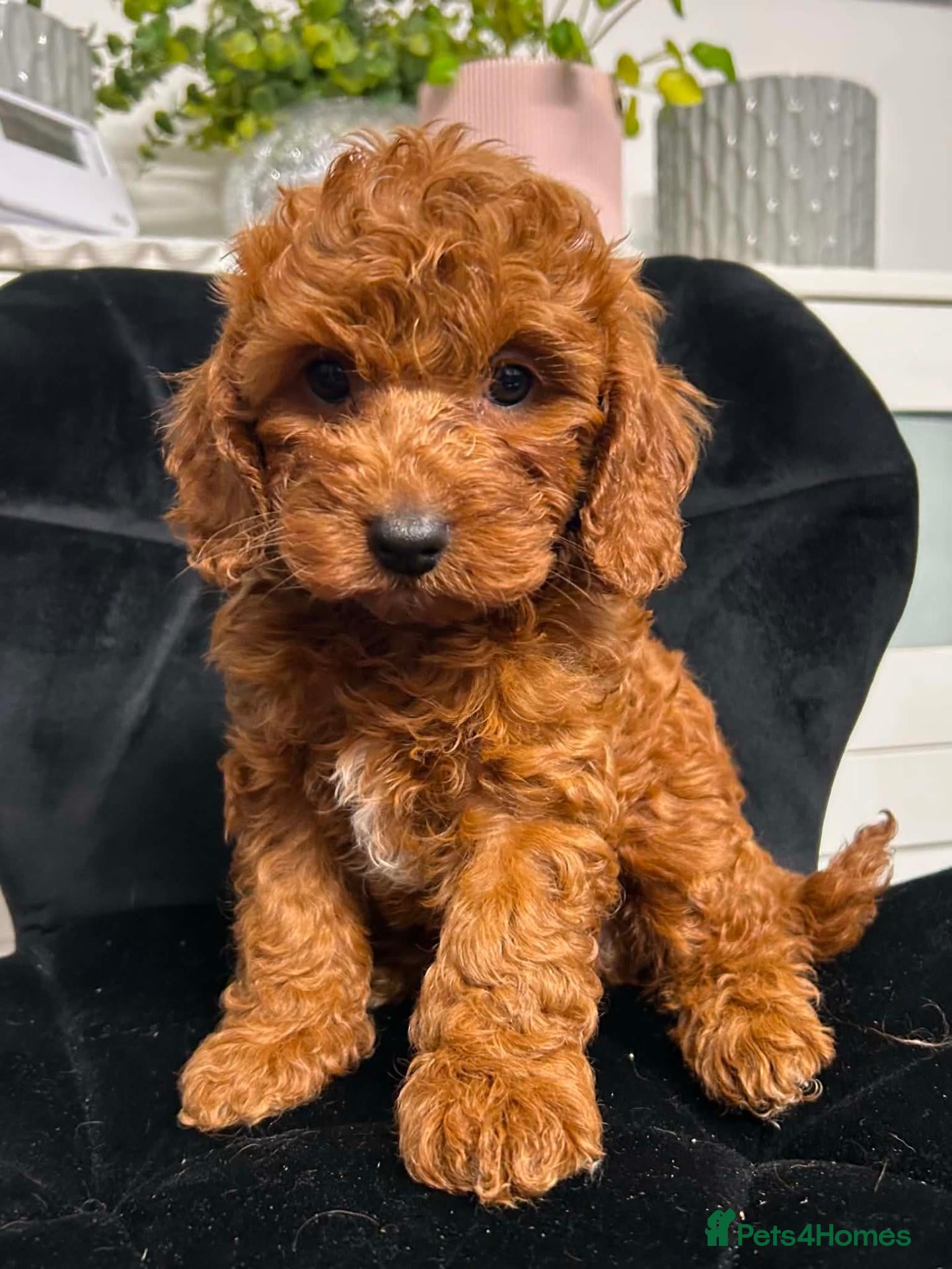 Cavapoo dogs Cavapoo - Advert 1